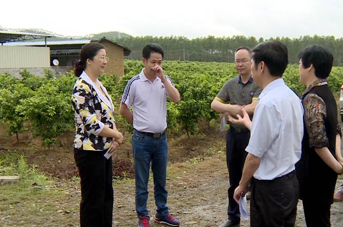 先后到隆街镇龙埔村察看中小河流治理情况;到田源镇石斛基地,沙糖桔