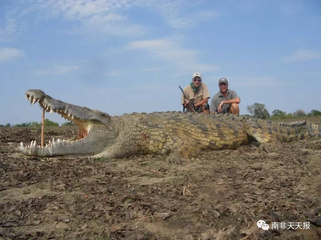 南非男子日鳄鱼图片
