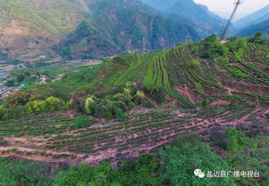 【请您欣赏】茶语花香 诗歌大笮 景区vr全景