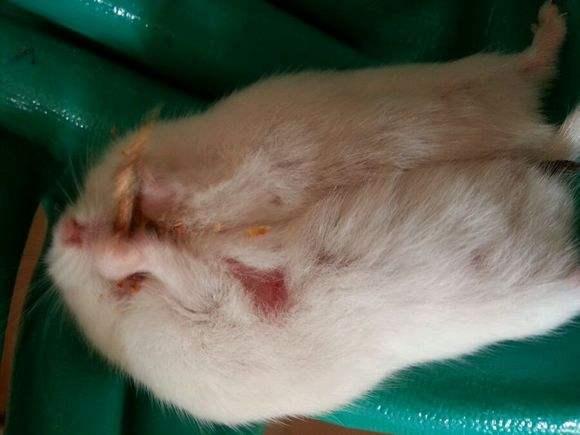 母仓鼠怀孕的特征图片图片