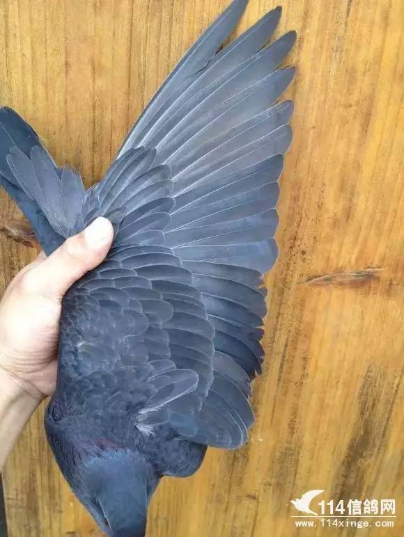 中国蓝鸽纯种图片图片