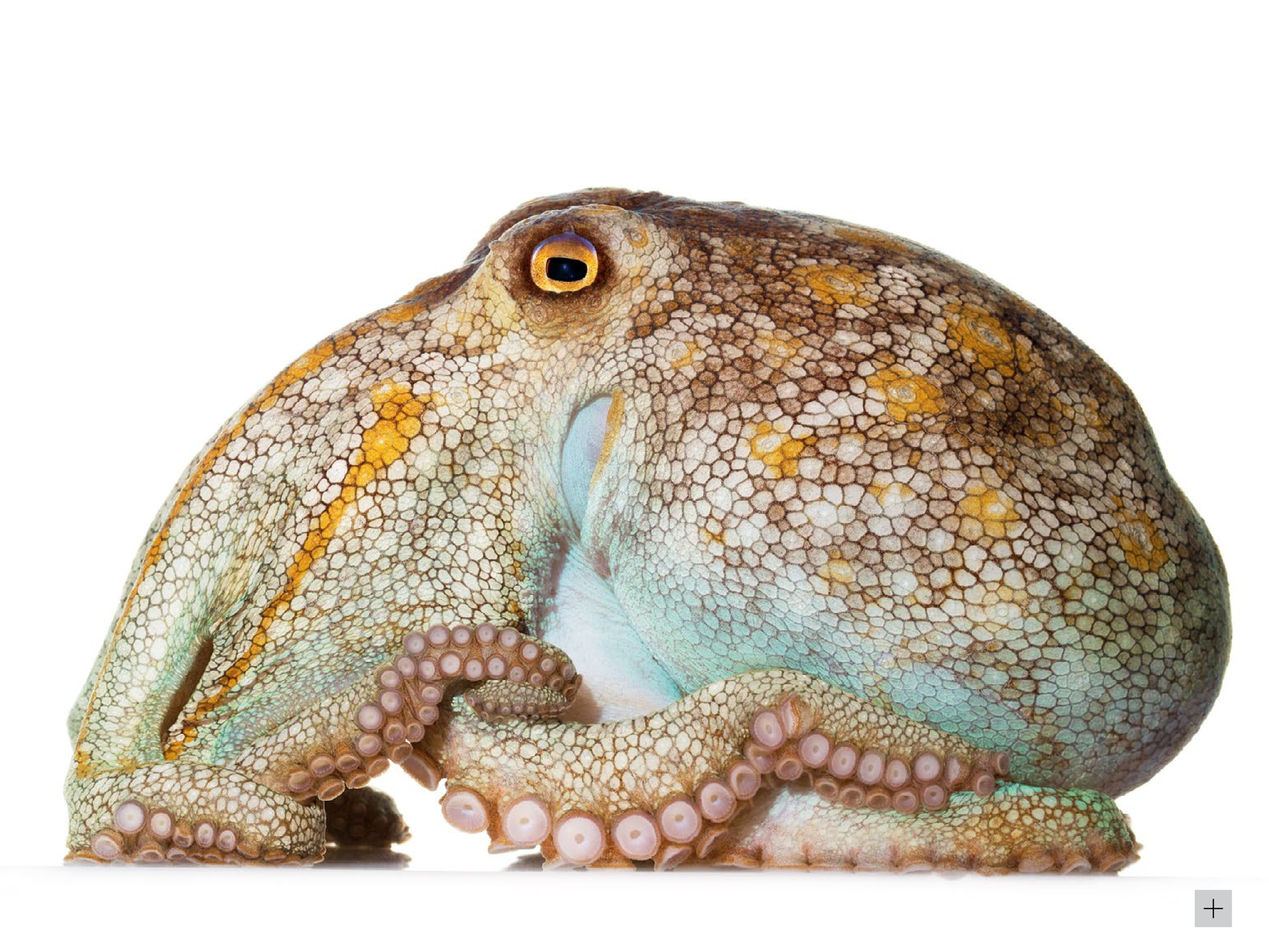 这只雌性章鱼——来自于一个尚未获得科学描述的种类——正在守护它的