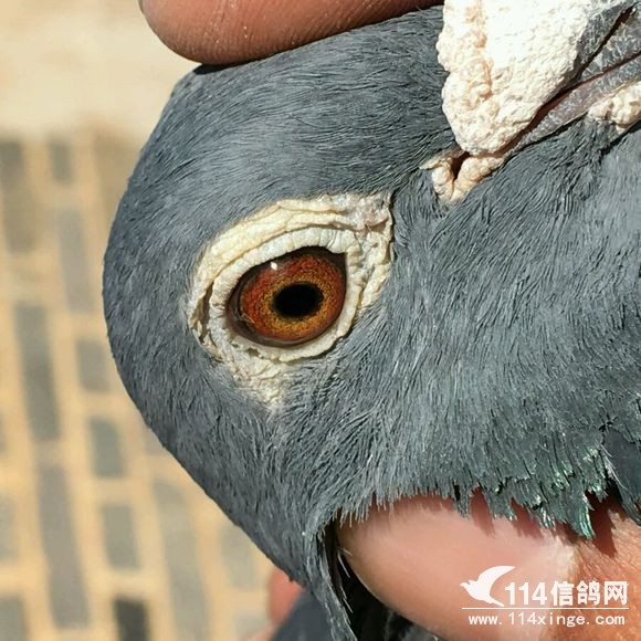 中国戴笠鸽图片