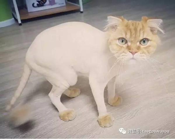 给猫剃毛后我家猫就再也不理我了