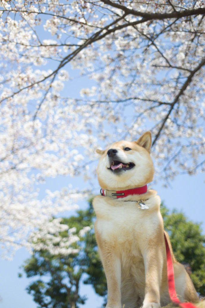 柴犬配樱花?还真的很和谐啊