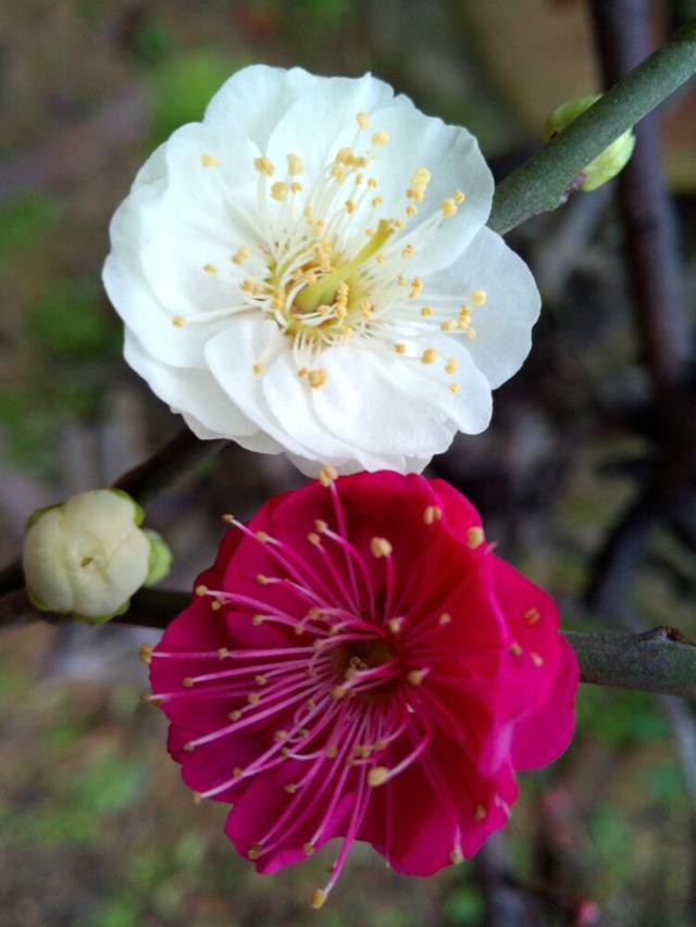 福州鼓岭梅花园双色梅