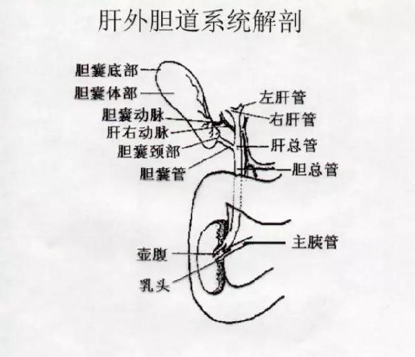 胆囊管直径图片