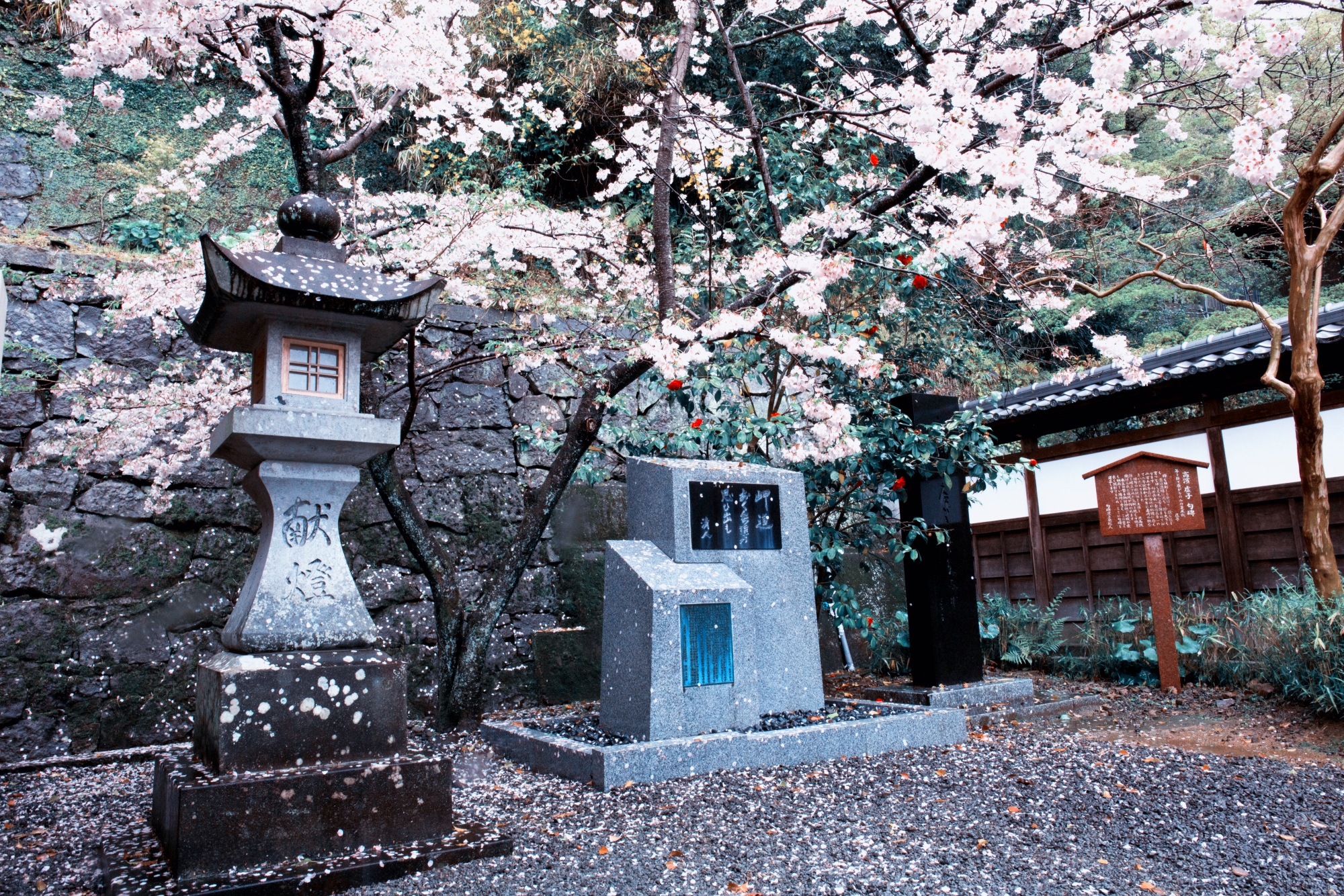 日本长崎最美神社,四月樱花落了一地