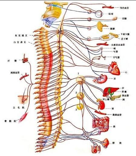 颈部神经支配分布图图片