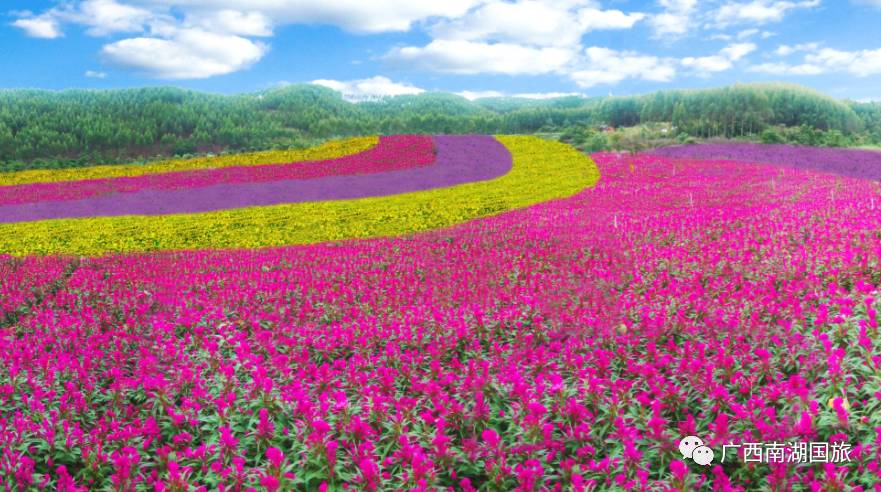 初夏玫瑰花,花雨湖,萬人遊七彩鳳仙花田純玩一日,會員僅39元!