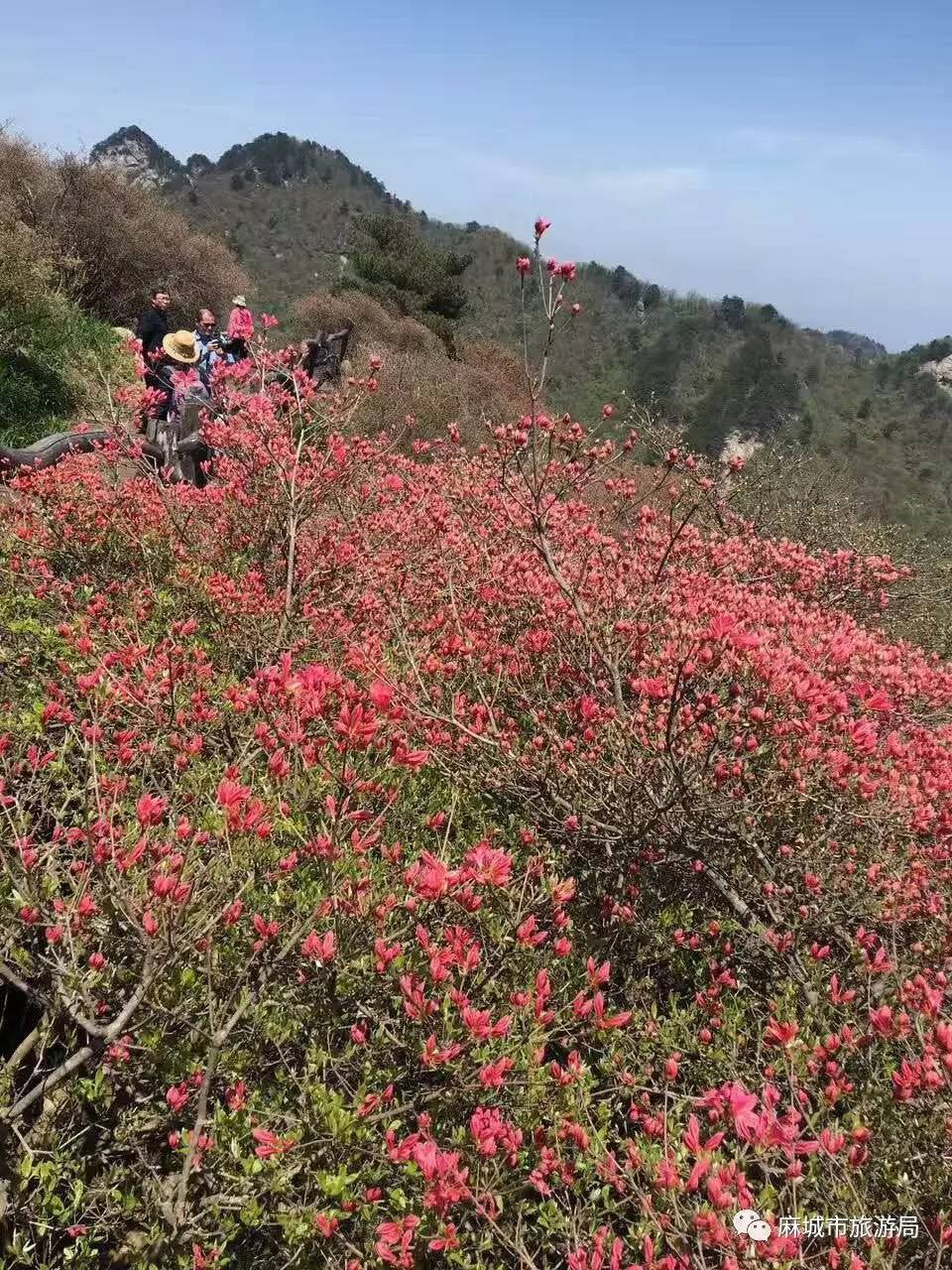 【爆照】龜峰山杜鵑花海今日實拍