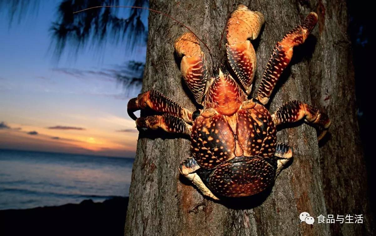 椰子蟹 椰子蟹是一种能爬上椰子树觅食的蟹,而且它是一种会被淹死的蟹