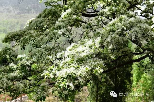 青州流苏树的景点在哪图片