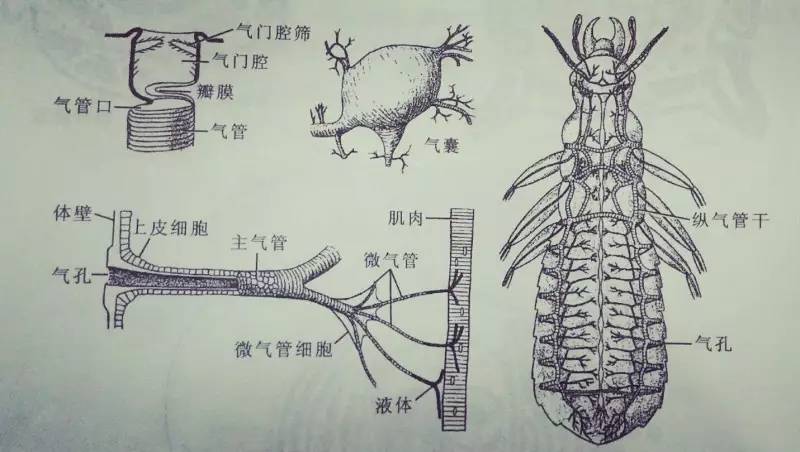 节肢动物运动器官图片