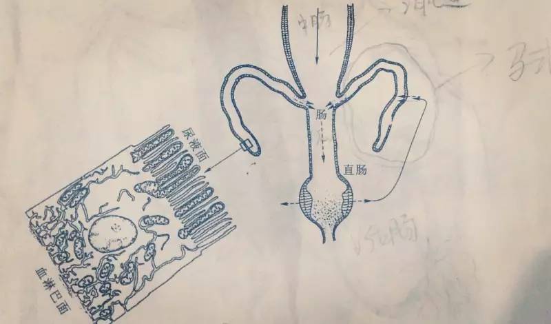 马氏管结构图ps:不同动物种类的排泄器官排泄器官是将机体新陈代谢