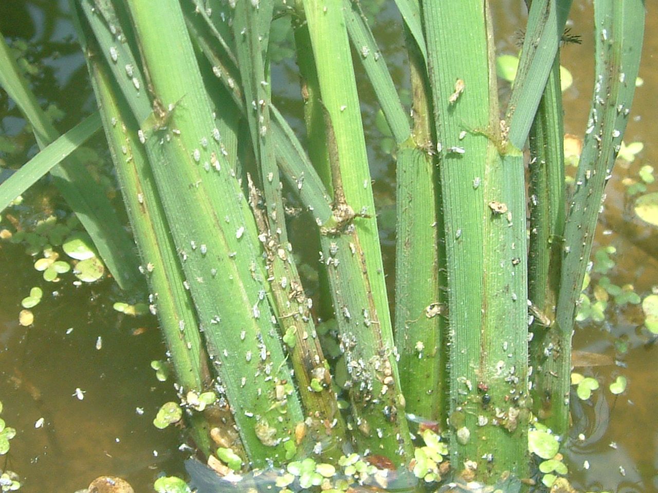 稻飞虱危害症状:1,稻飞虱主要以成虫,若虫在稻株基部吸吮汁液