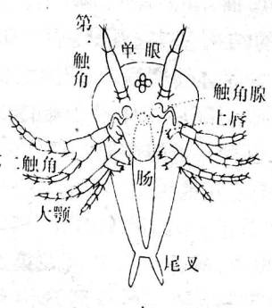 无节幼虫蚤状幼虫大眼幼虫节肢动物门亚门代表动物三叶虫亚门:已灭绝