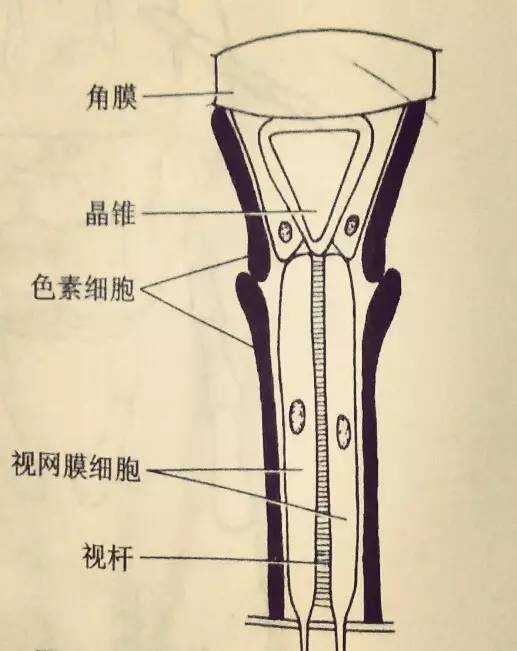 昆虫复眼的小眼生殖和发育1 一般雌雄异体且异形 2