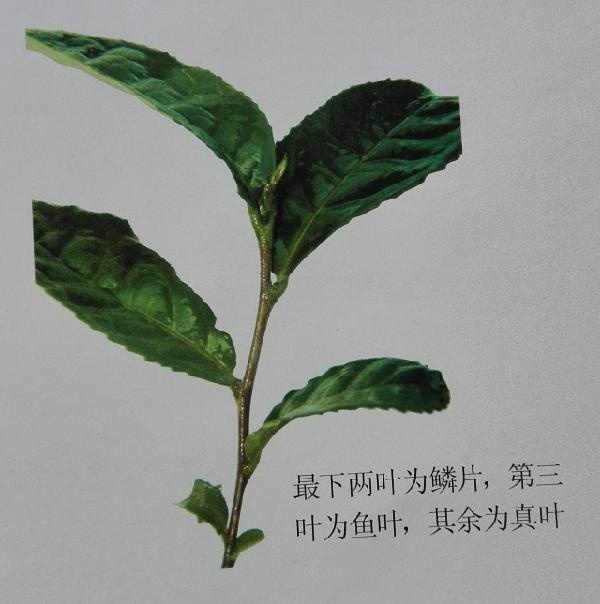 如何区分大中小叶种茶树