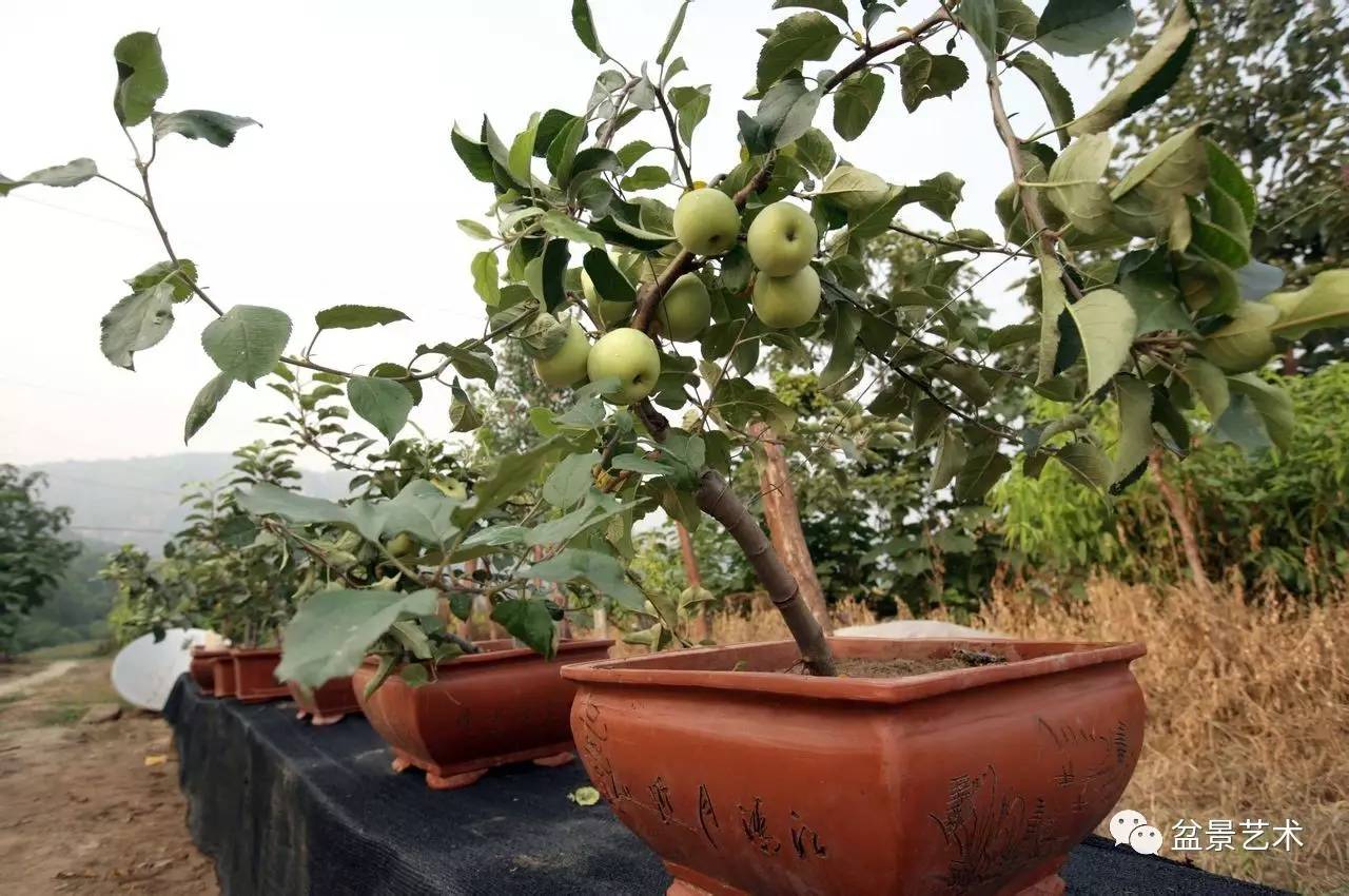 八,倒盆换土盆栽苹果为了给施肥和根系修剪,改善营养条件,使树长得