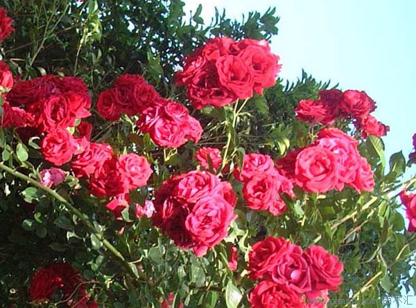 红花蔷薇属于什么种类的植物