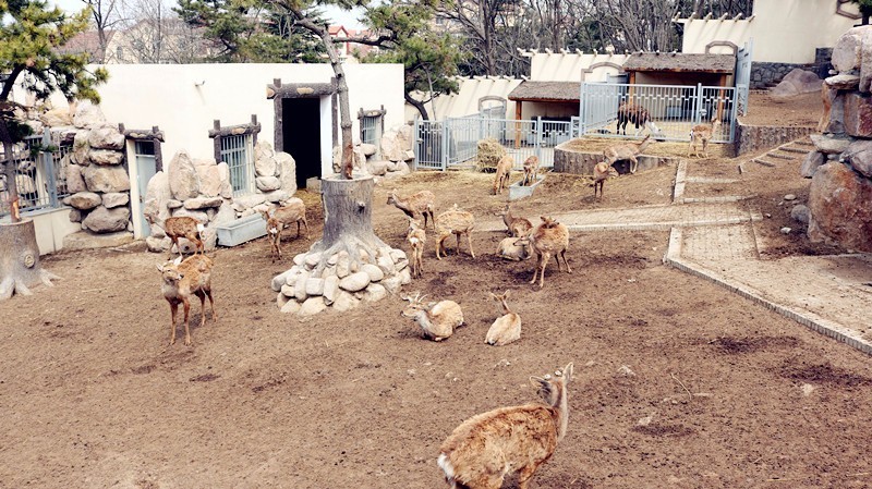 下一站,青島動物園