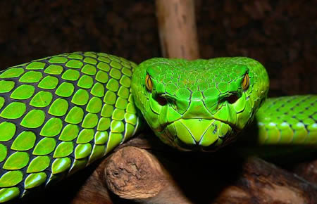 身体绿色蛇头红色的蛇图片