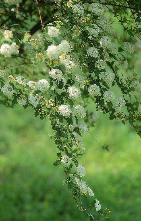 春天里盛开的麻叶绣线菊花