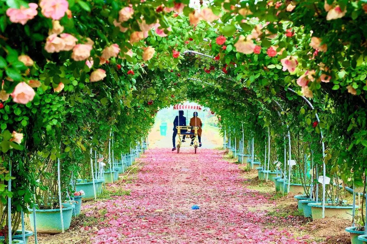富阳东洲岛玫瑰园图片