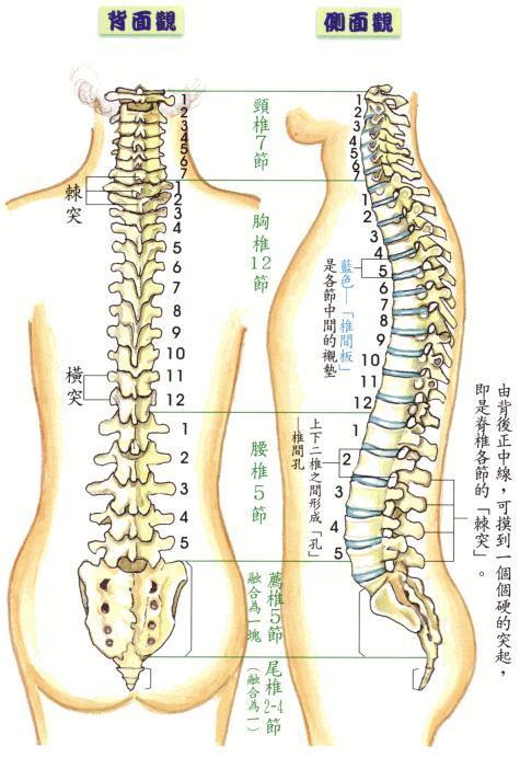 好记实用的脊柱定位歌诀教你如何腰椎诊病