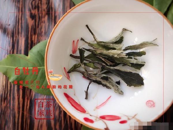 老白茶通用指南：存新茶，該存哪種茶最好？《圖+文》