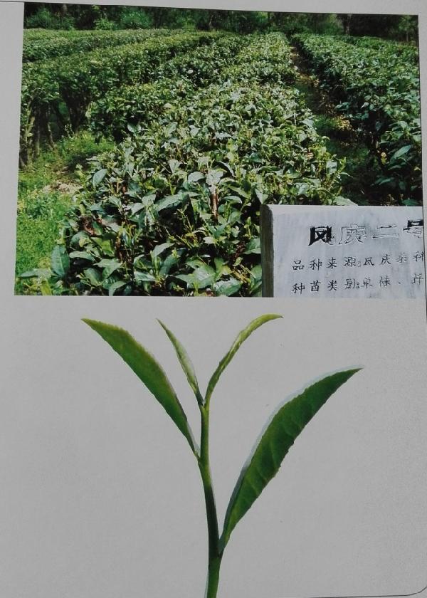 瀾滄江流域適合加工普洱茶的茶樹品種及其特點。《圖+文》