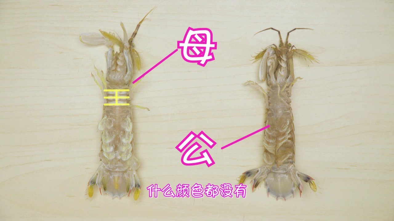 黑壳虾公母怎么分(图)图片