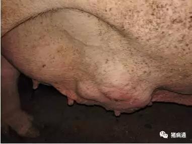 母猪乳房炎症状图片