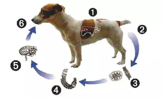 犬复孔绦虫病图片