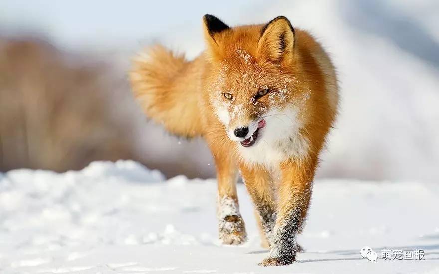 雪山飞狐动物图片图片