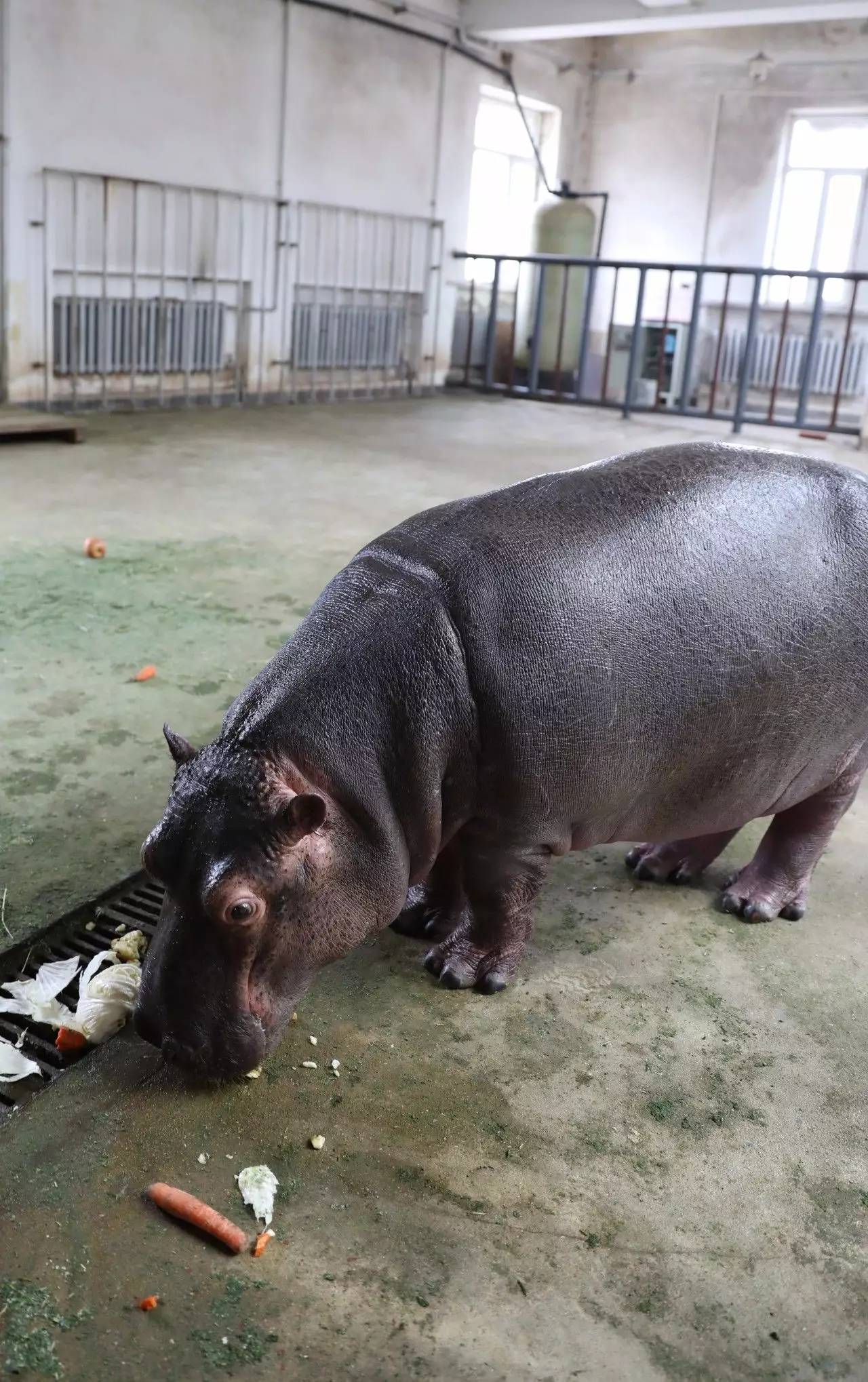 動物園的新成員——2歲的小河馬