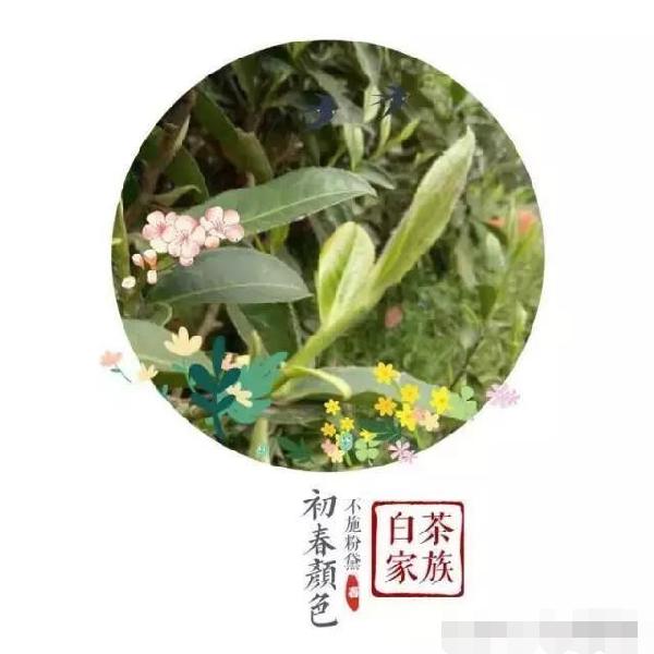 好白茶背後的故事：做茶到底有多辛苦？《圖+文》