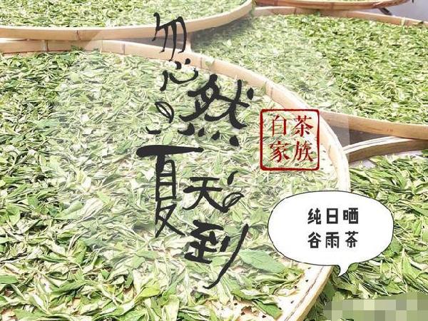 一餅老白茶的自我修煉，你們有看過嗎？《圖+文》