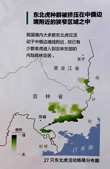 东北虎分布地区图片