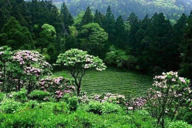 成片面積達1000餘畝,一般胸徑達25釐米,高5米.每株樹開花上幹朵.