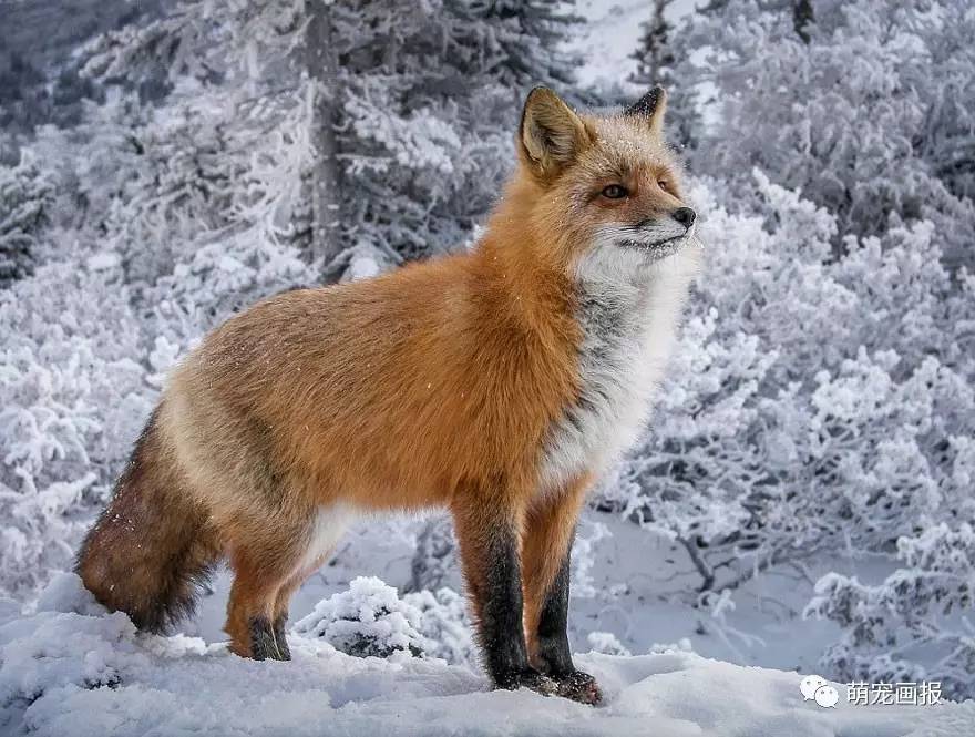 雪山飞狐动物图片图片