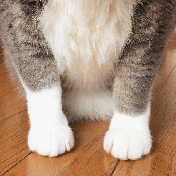 谁说袜子一定要穿一样长?穿着长度不一的猫咪超萌