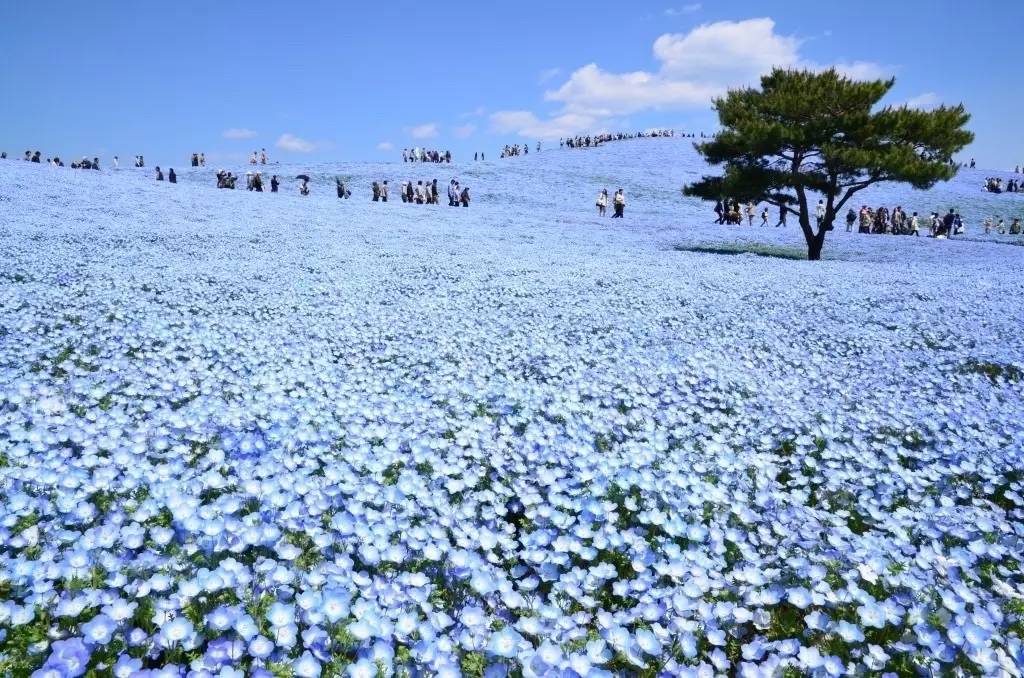 日本网友疯传的蓝色花海就在这里 五一期间正盛开