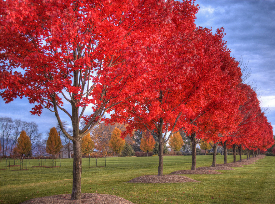 红冠红枫树 美国红枫公园景观美化首选