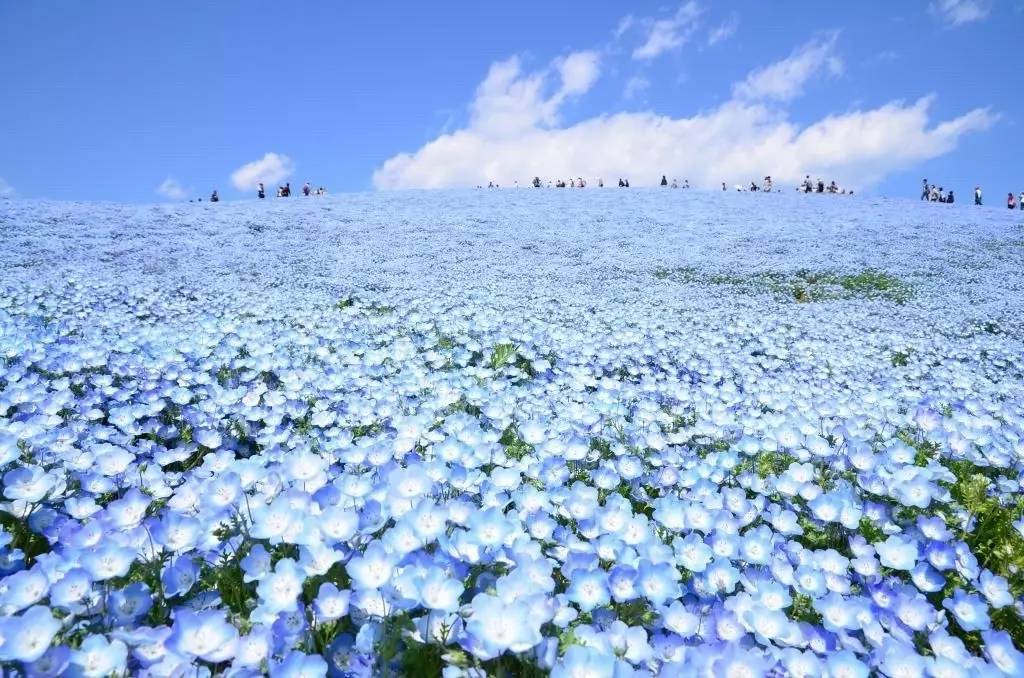 日本网友疯传的蓝色花海就在这里 五一期间正盛开