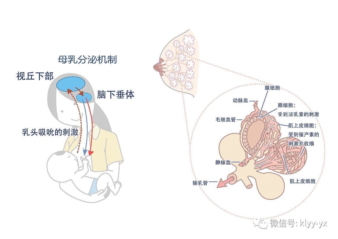 乳腺内部结构图片图片