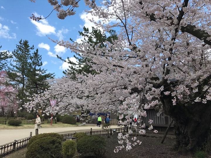 樱花满开的日本青森 动画 飞翔的魔女 圣地巡礼