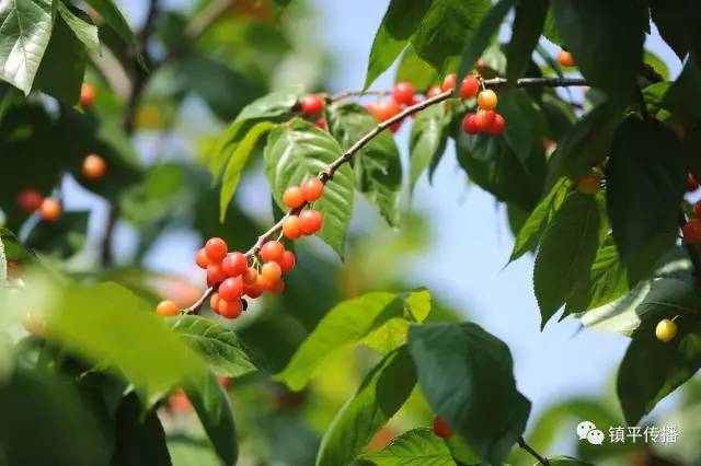 鎮平:杏花山下櫻桃溝 萬畝櫻桃紅了!