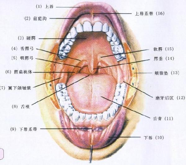 口腔前庭沟位置图片图片